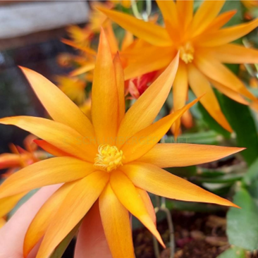 Estrella D'Fogo