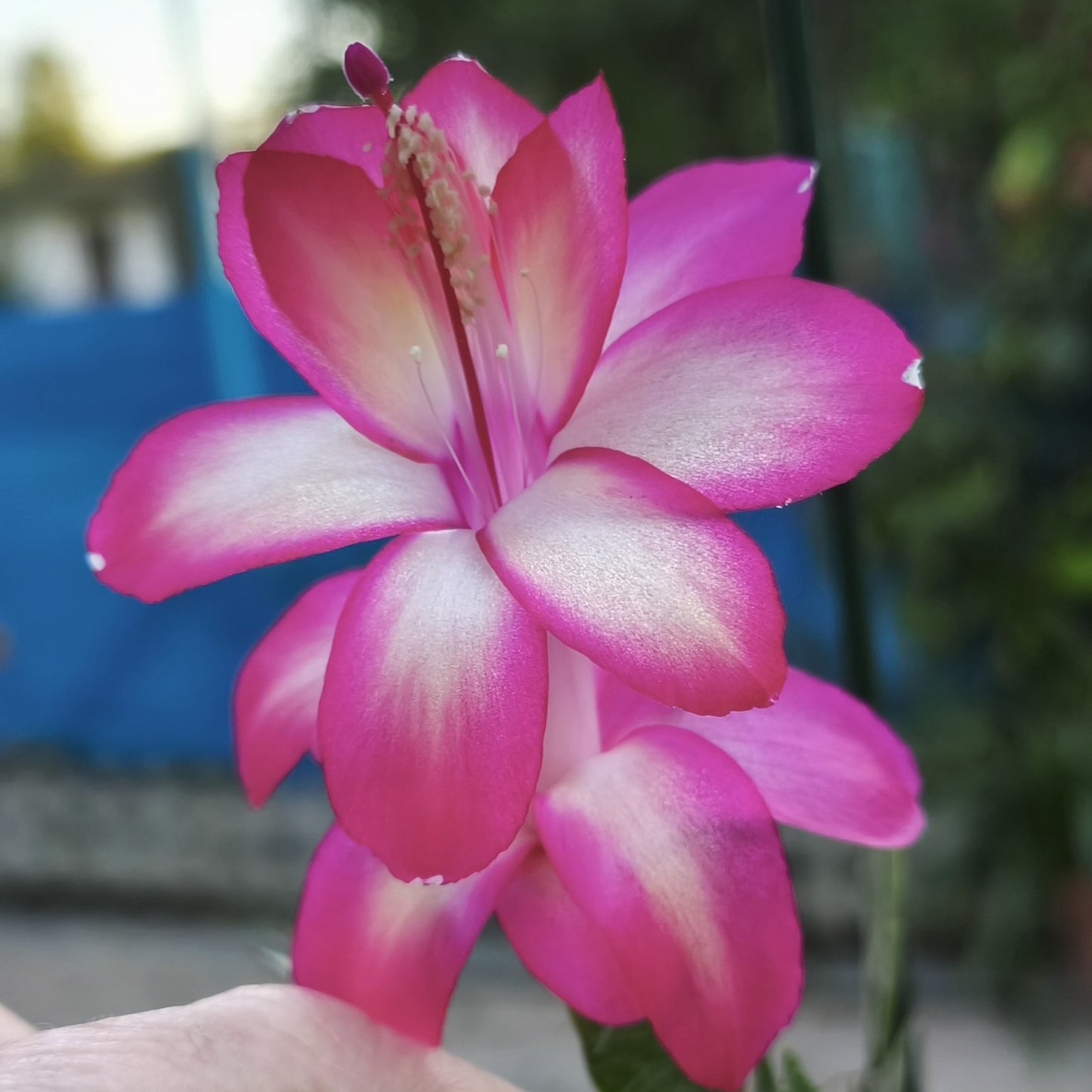 Forsitele Bubblegum