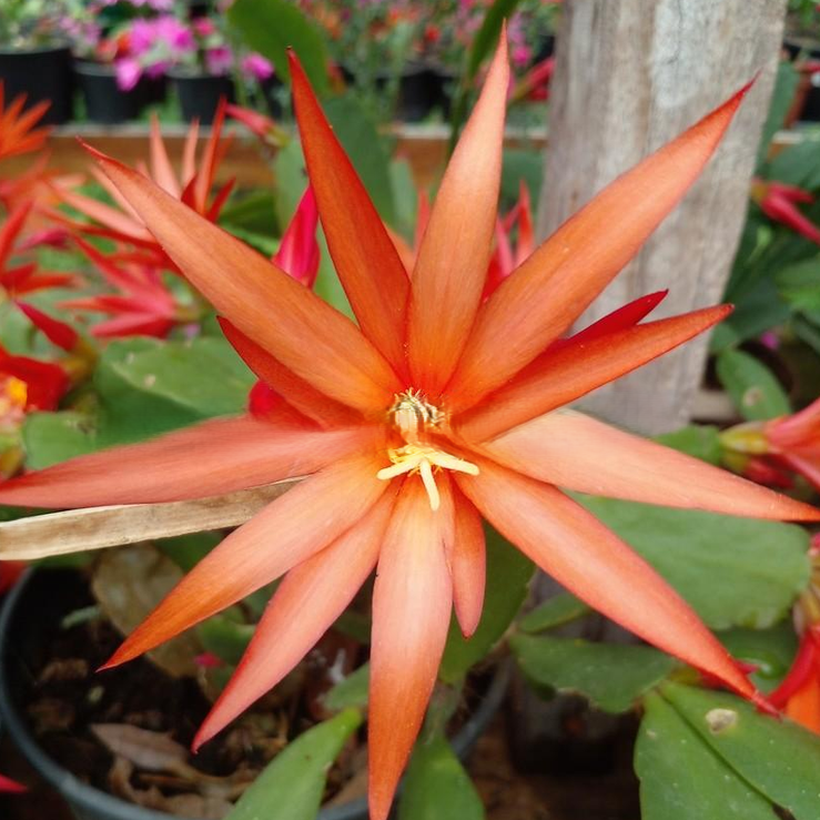 Laranja Juliana