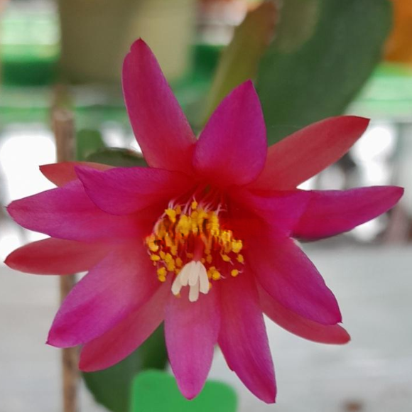 Leila Buys