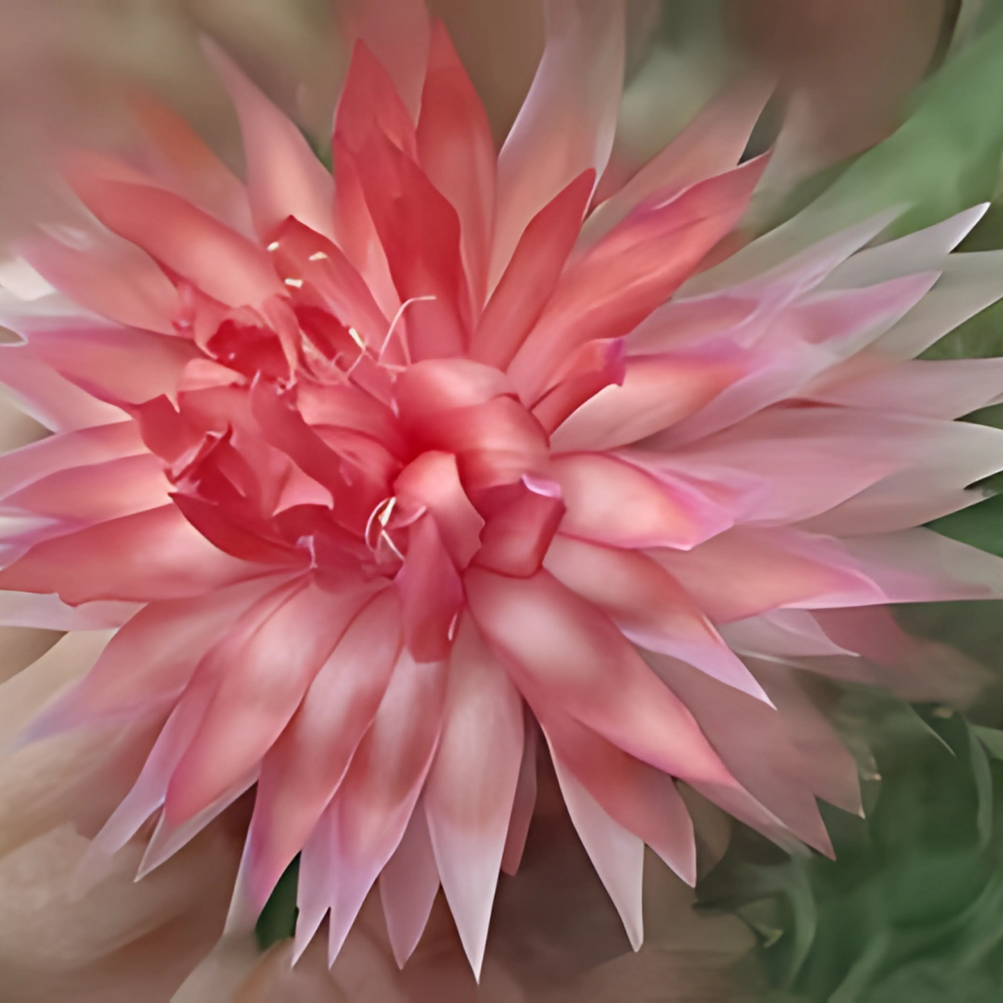 Pink Petticoats