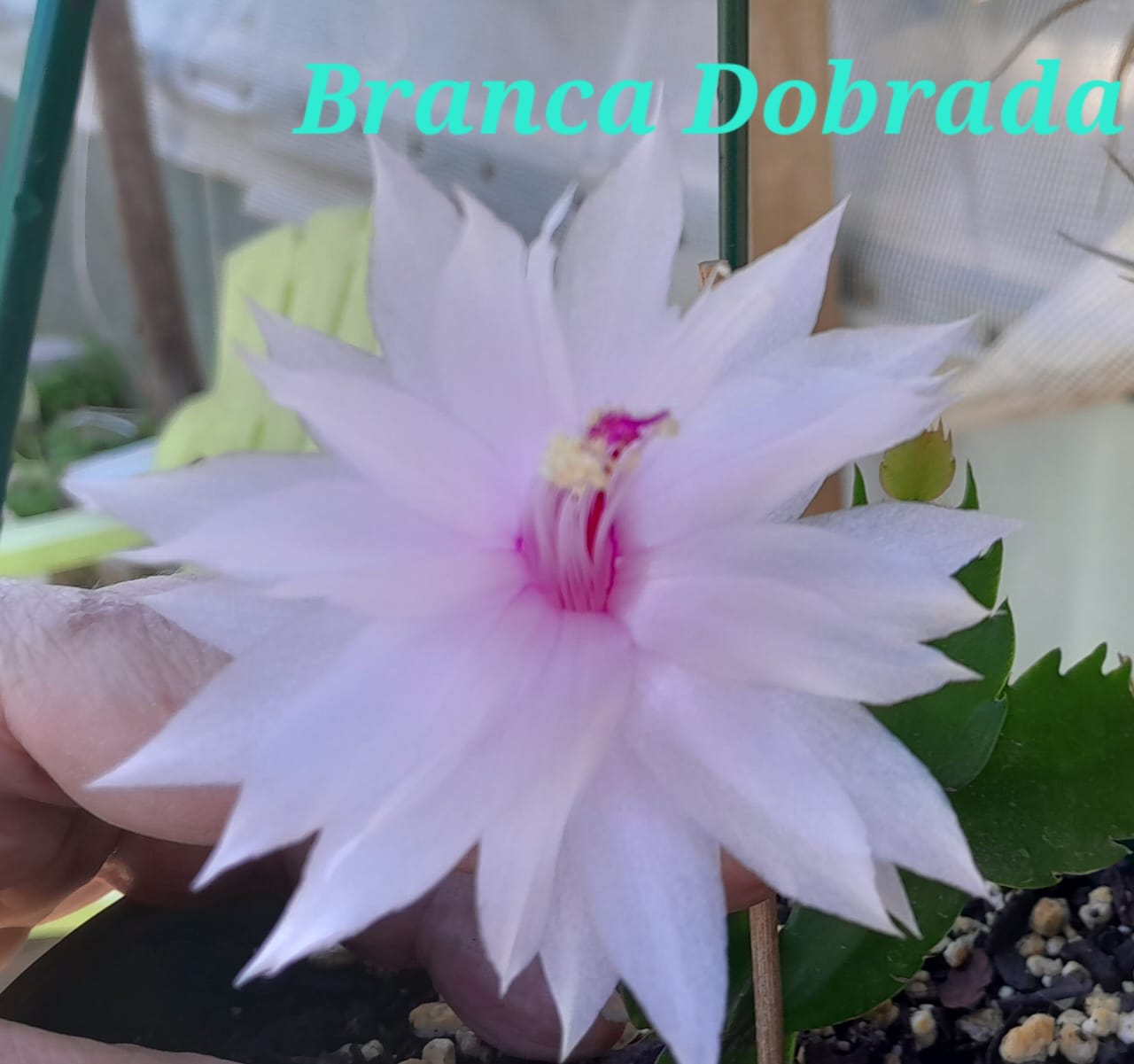 Branca Dobrada