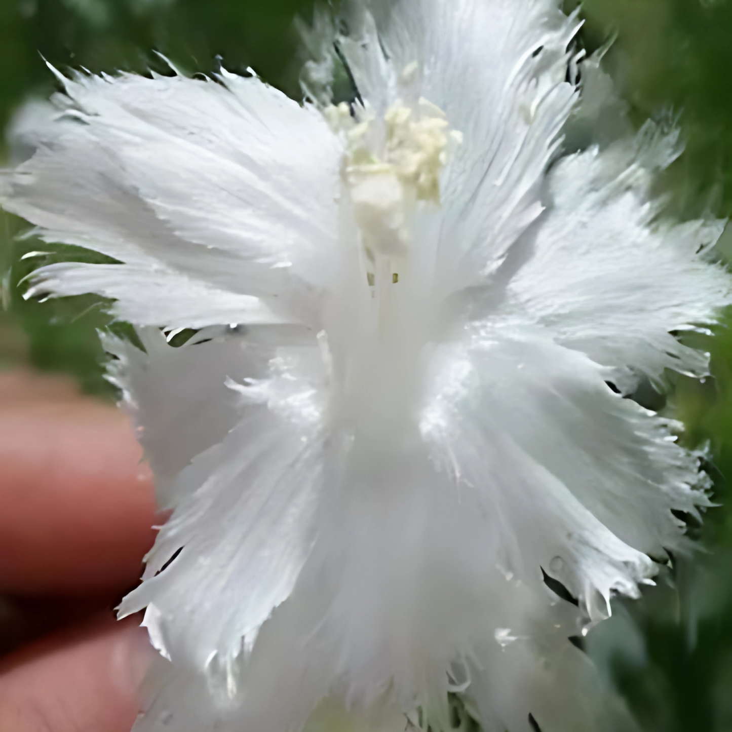 Flamenco - White