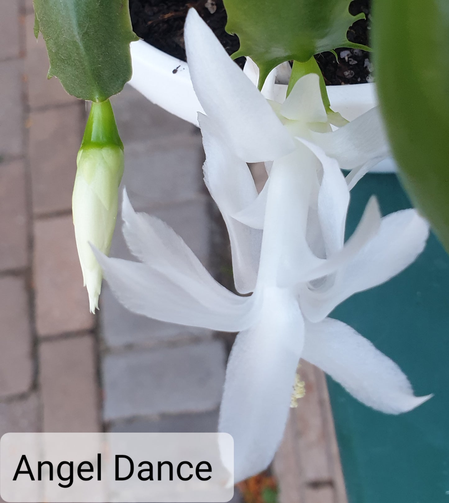 Angel Dance