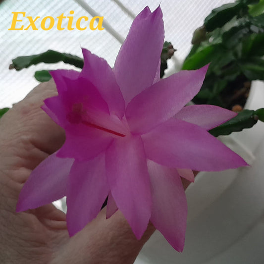 Exotica