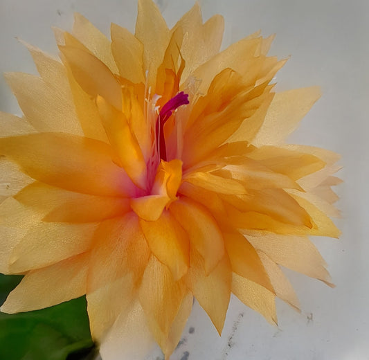 Double Mango