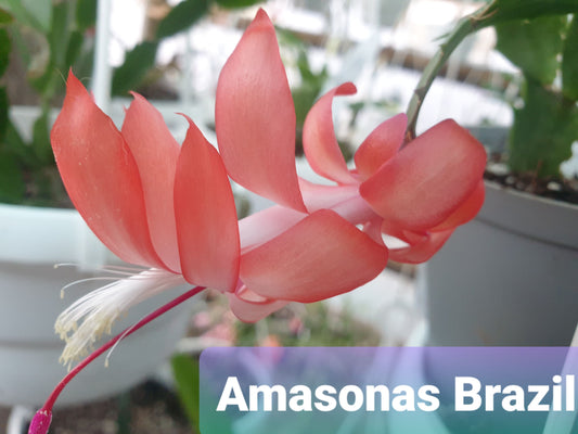Amazonas Brazil