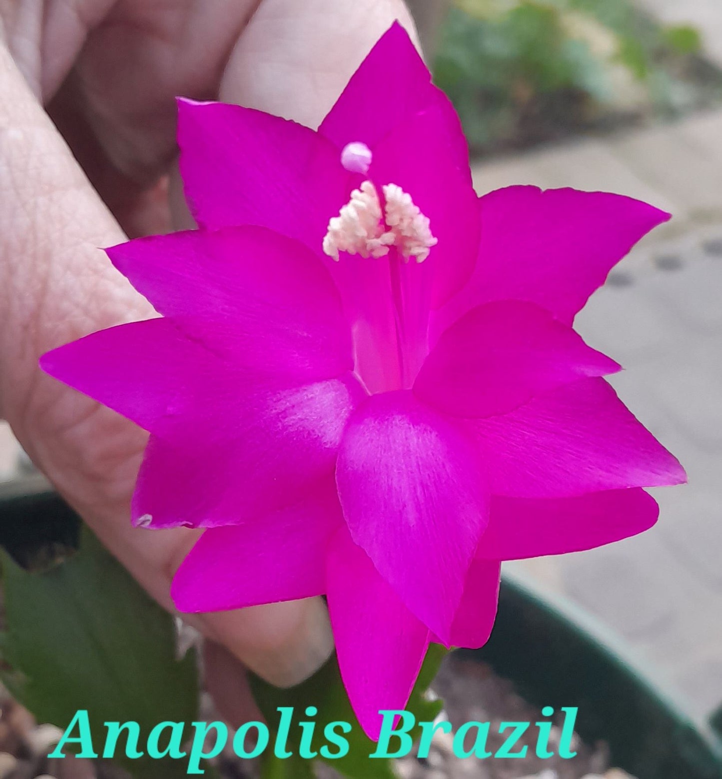 Anapolis