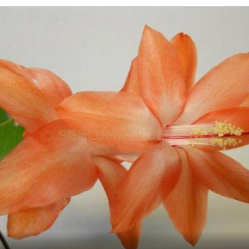 Apricot Dancer