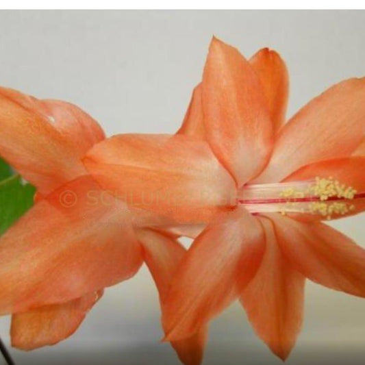 Apricot Dancer