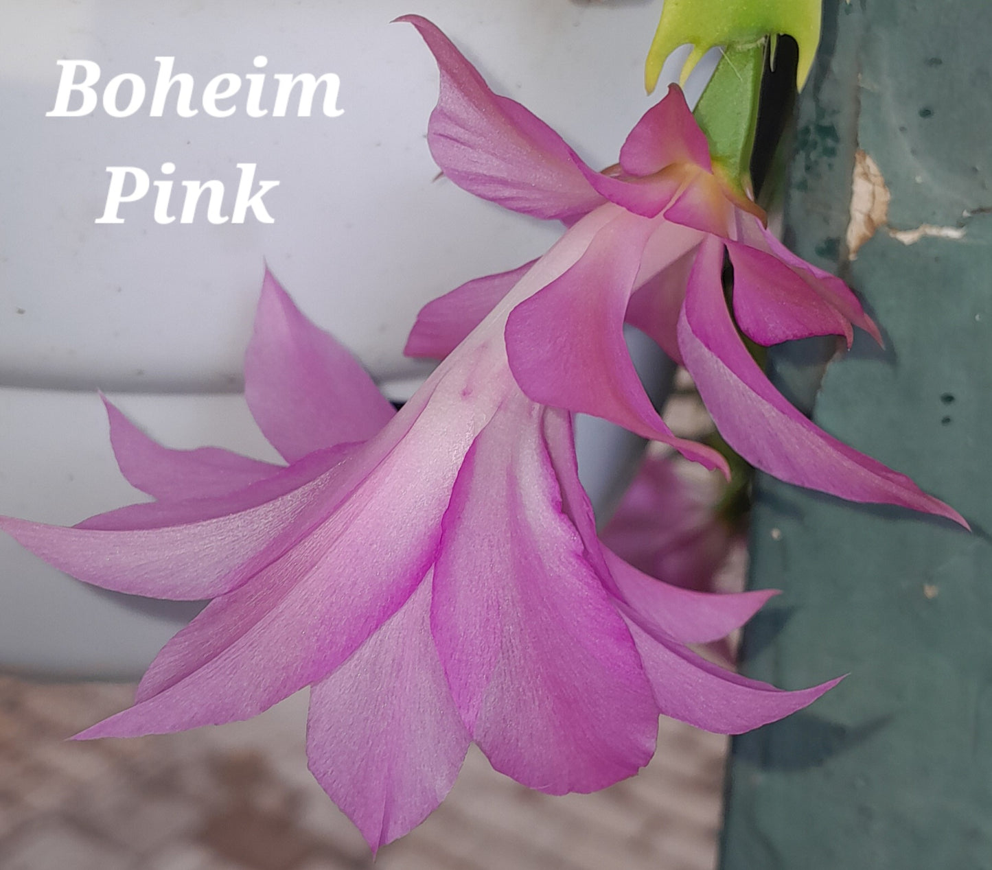 Beheim Pink