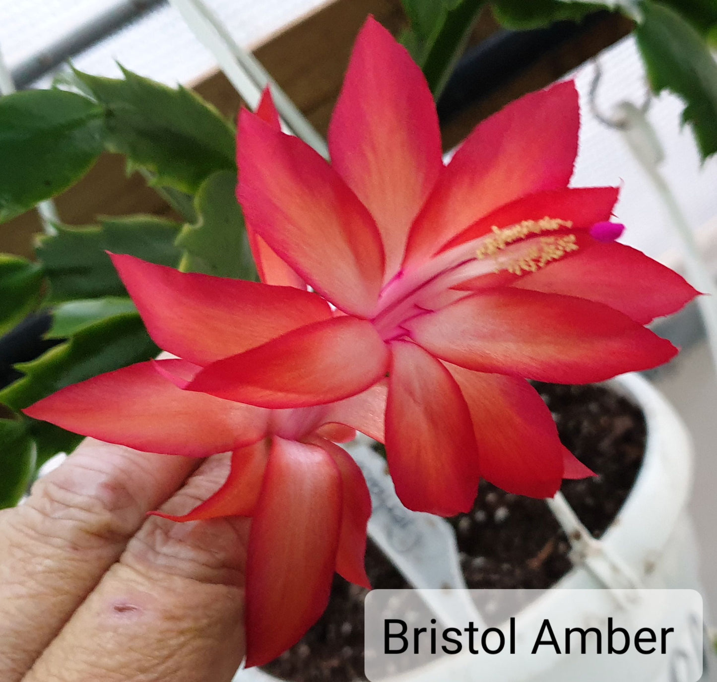 Bristol Amber