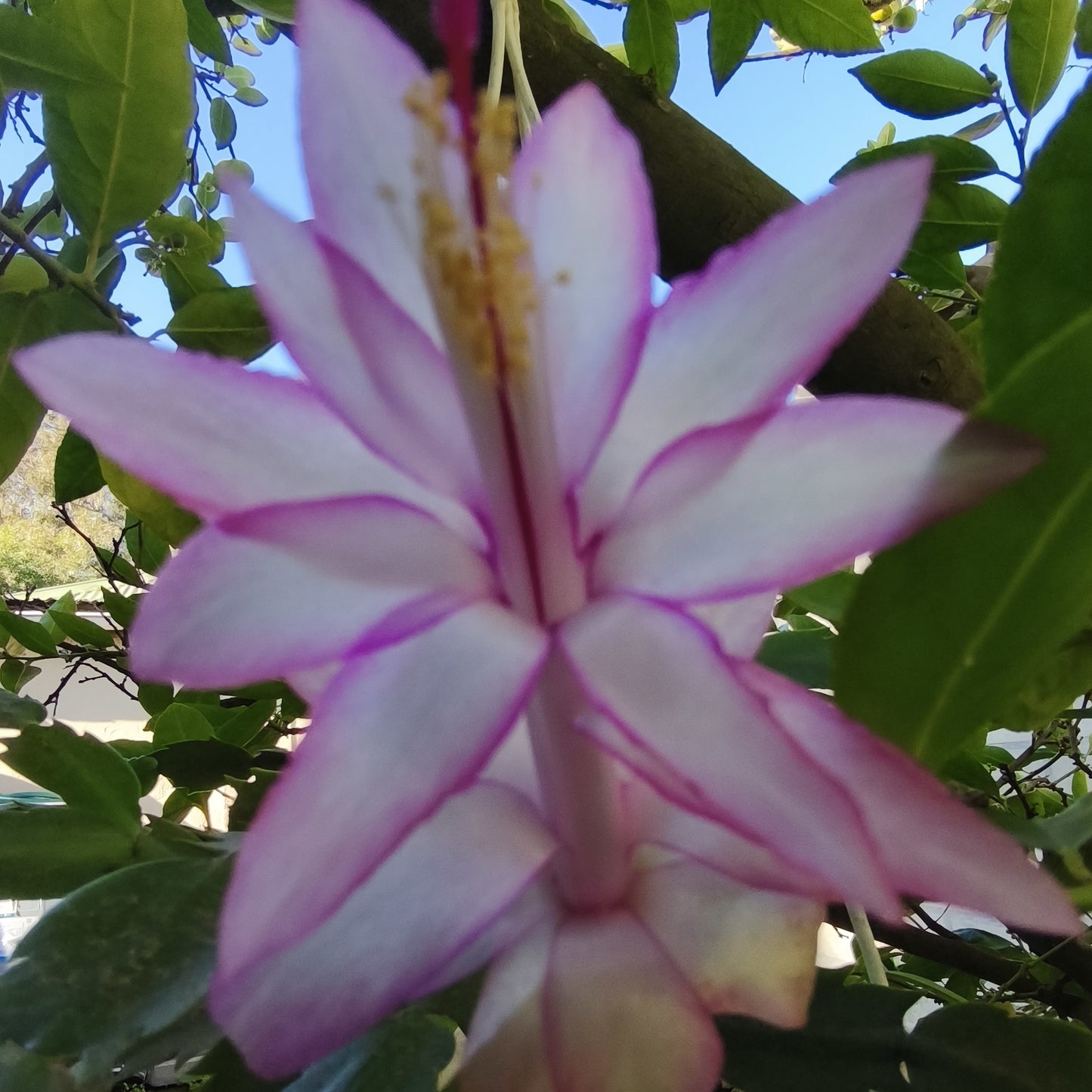 Dutch Star