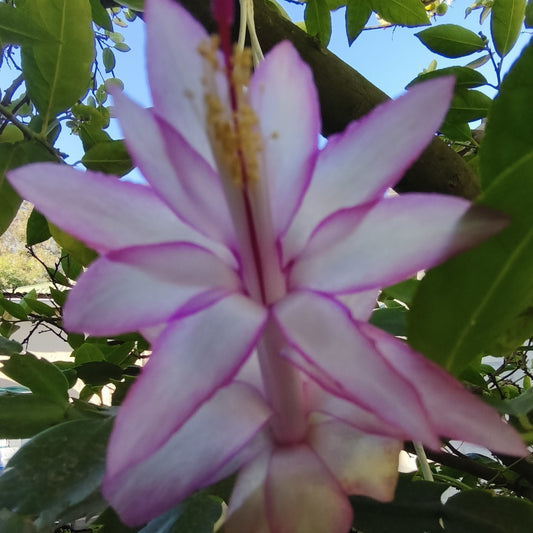 Dutch Star