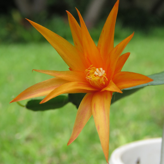 Estrella D'Alva