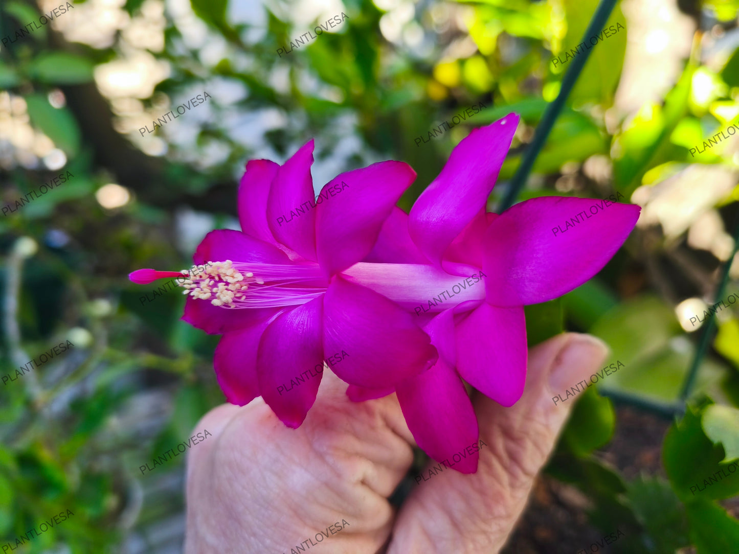 European Purple
