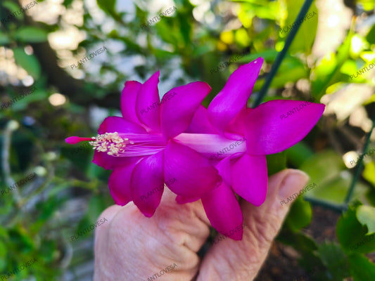 European Purple