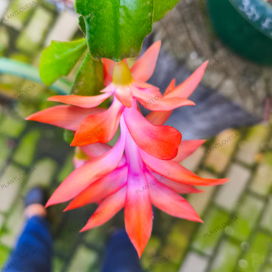 Flamenca