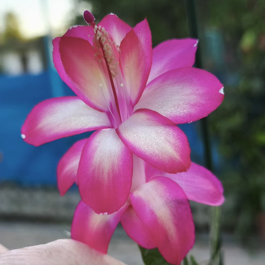 Forsitele Bubblegum