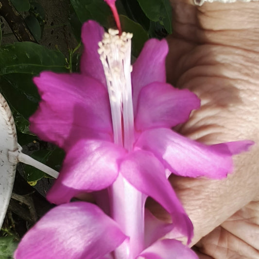 Leiluka