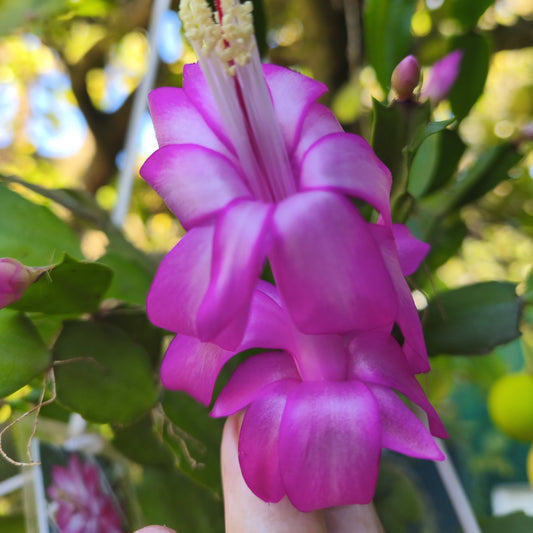 Lilac Time