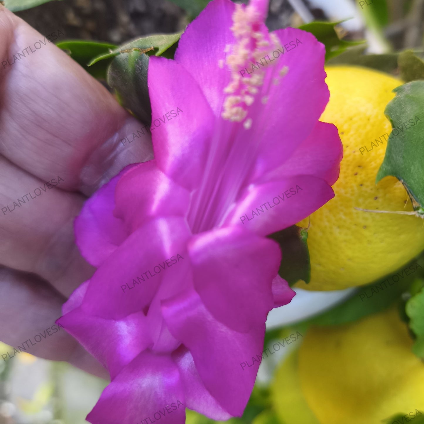 Purple Dancer