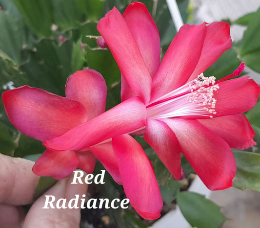Red Radiance