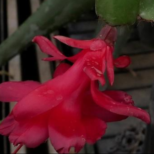 Red Maude