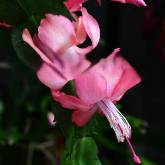 Rosebud