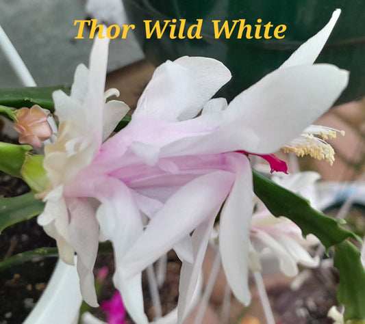 Thor Wild White